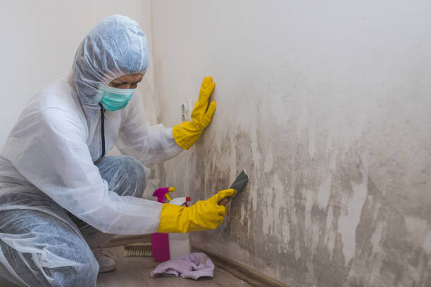Best Localized Mold Remediation (e.g., coastal areas, humid climates) in Van Vleck, TX