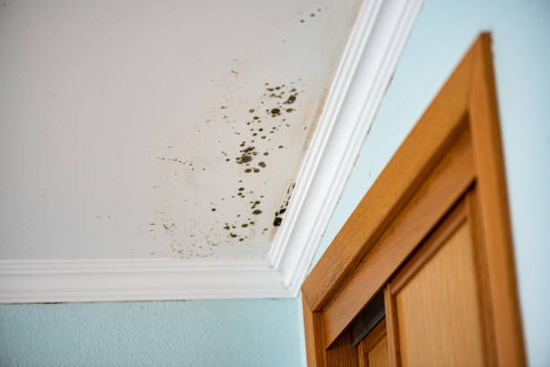  Van Vleck, TX Mold Removal Pros