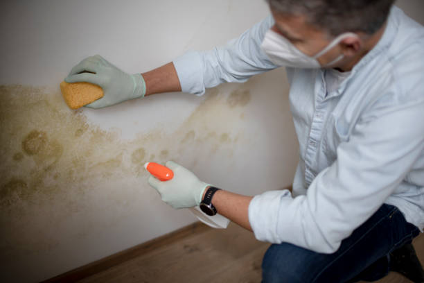 Best Mold Remediation for Schools in Van Vleck, TX