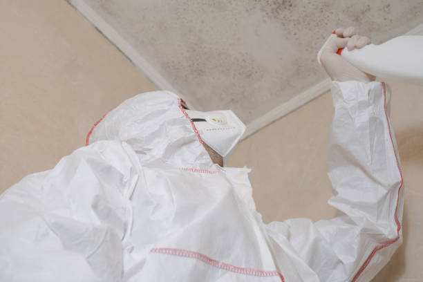 Best DIY Mold Remediation Support Services in Van Vleck, TX