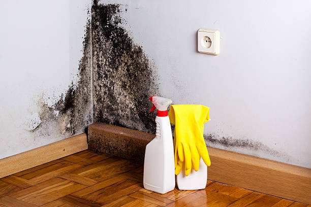 Best Localized Mold Remediation (e.g., coastal areas, humid climates) in Van Vleck, TX