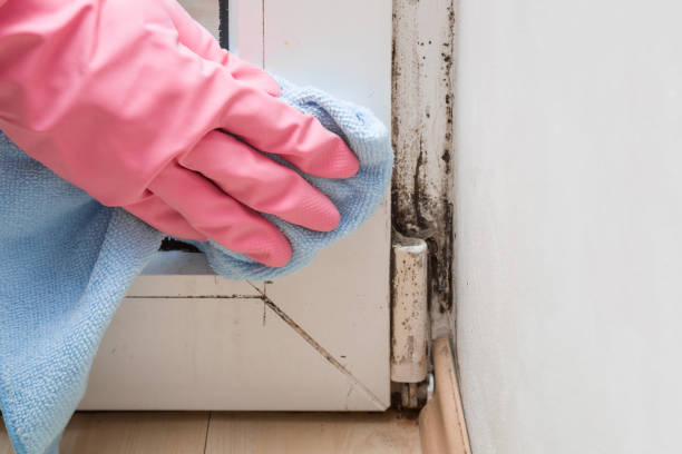 Best Post-Flood Mold Remediation in Van Vleck, TX